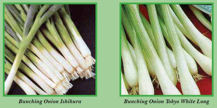 bunching-onion-pic1