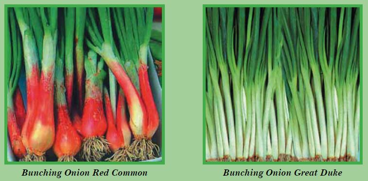 bunching-onion-pic2