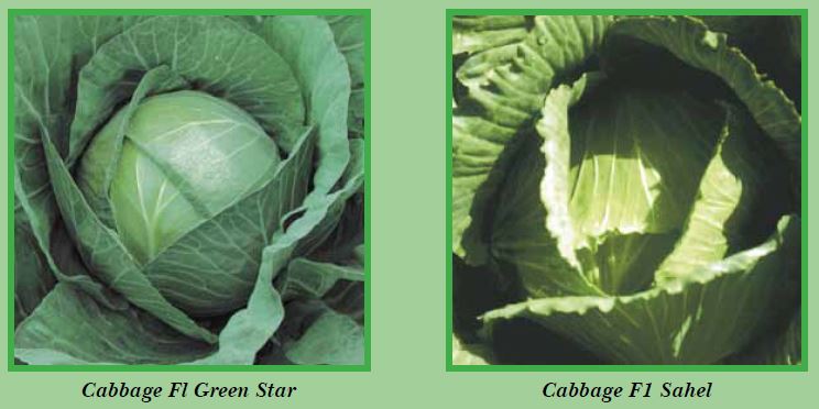 cabbage-pic1