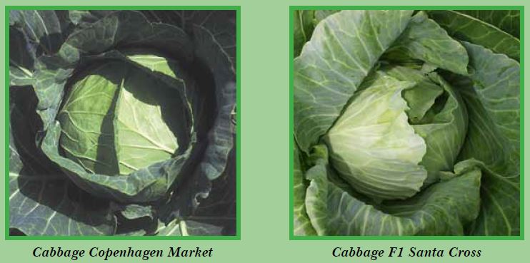 cabbage-pic2