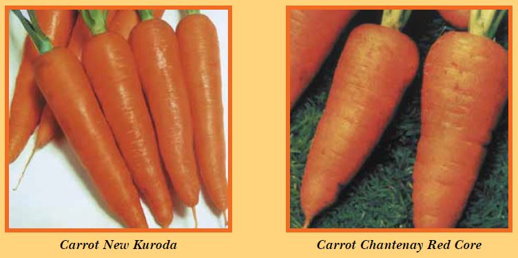 carrot-pic1