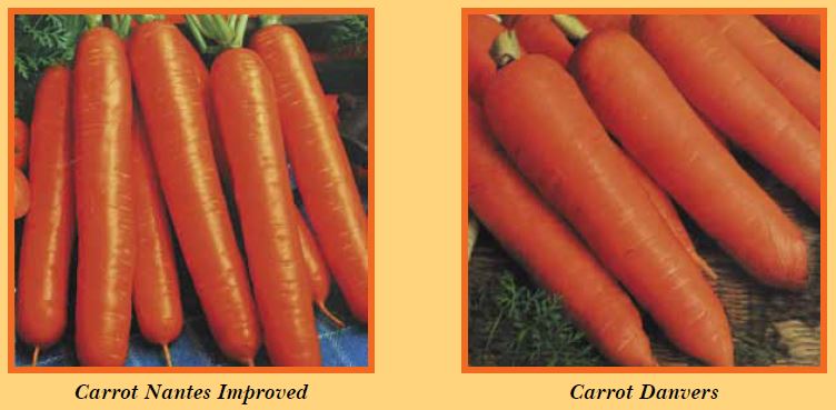 carrot-pic2