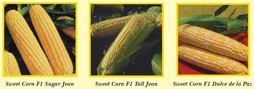 corn-pic1