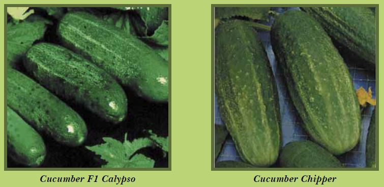 cucumber-pic1