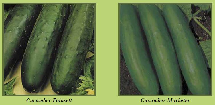 cucumber-pic2