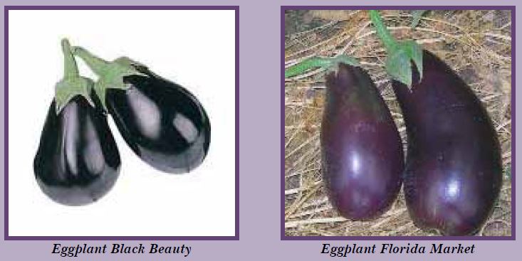 eggplant-pic1