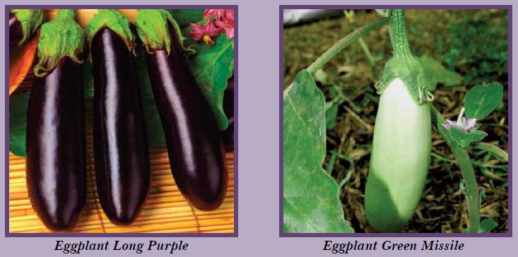 eggplant-pic2