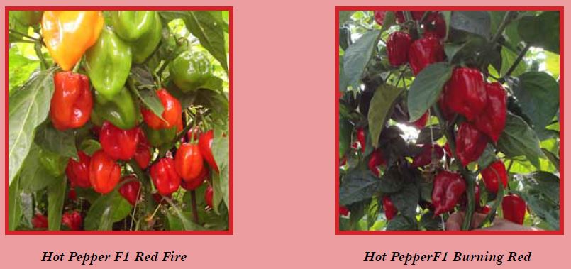 hotpepper-pic1