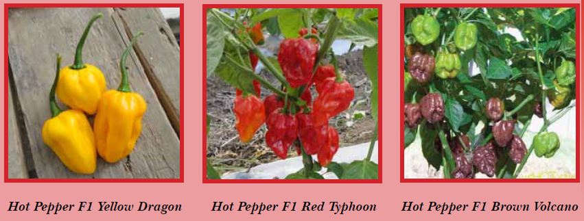 hotpepper-pic2