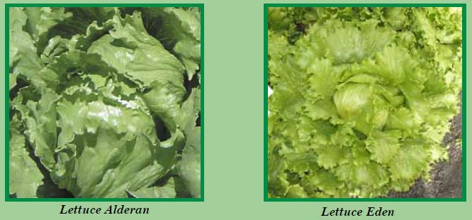 lettuce-pic1