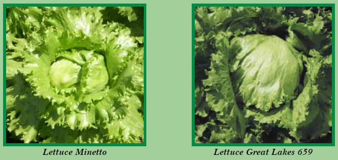 lettuce-pic3