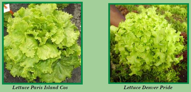 lettuce-pic5