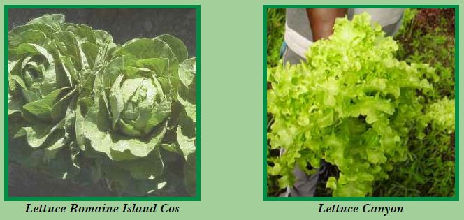 lettuce-pic6