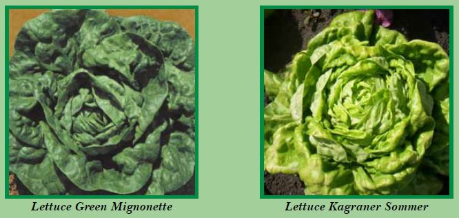 lettuce-pic7