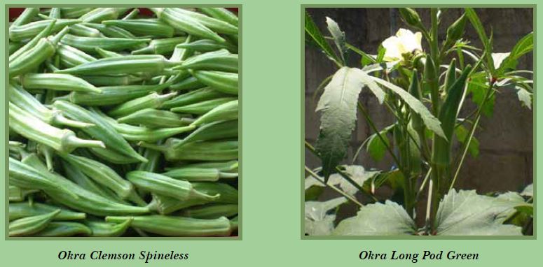 okra-pic1