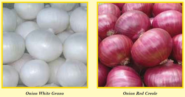 onion-pic2