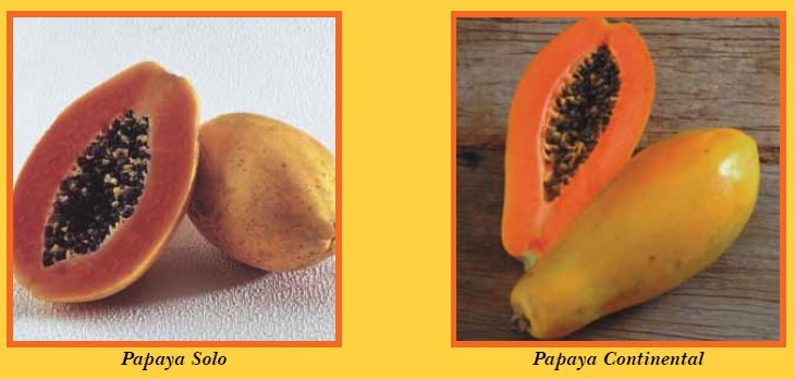 papaya-pic1