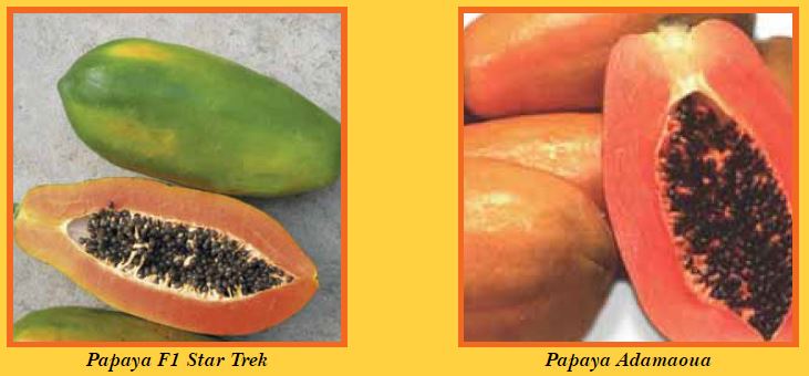 papaya-pic2