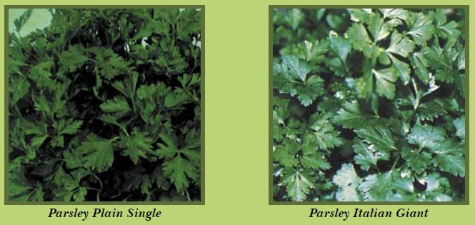 parsley-pic1