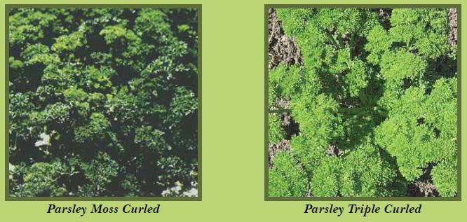 parsley-pic2