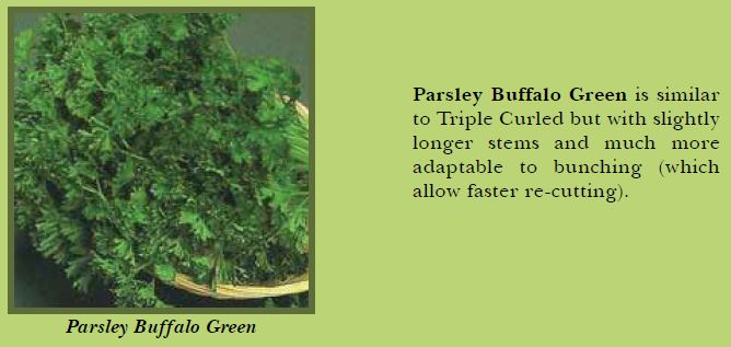 parsley-pic3