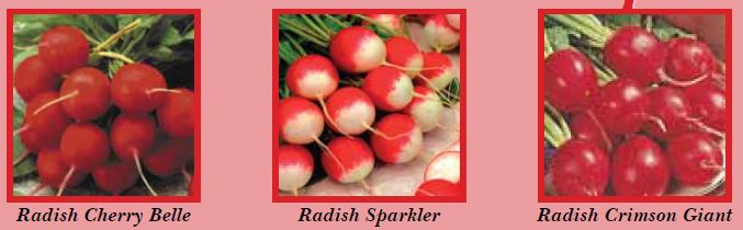 radish-pic1