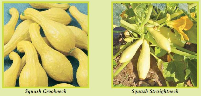 squash-pic1