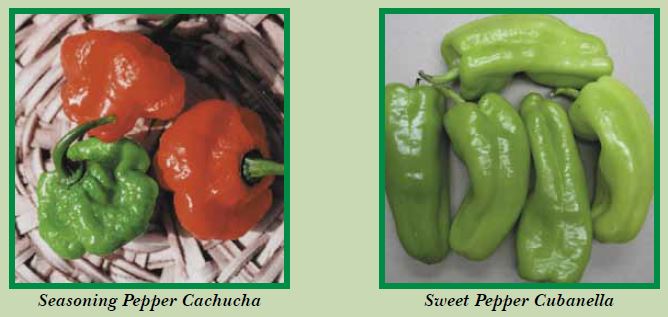 sweet-pepper-pic1