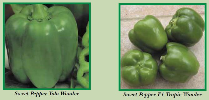 sweet-pepper-pic2