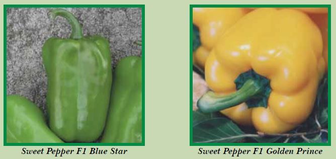 sweet-pepper-pic3