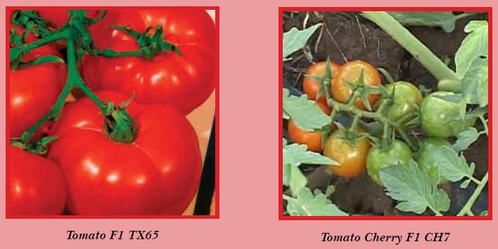 tomato-pic4