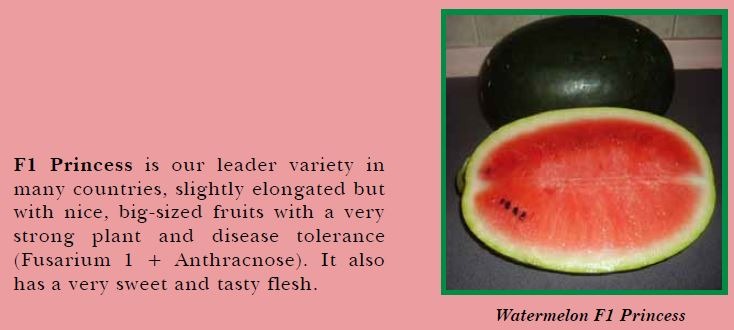 watermelon-pic2