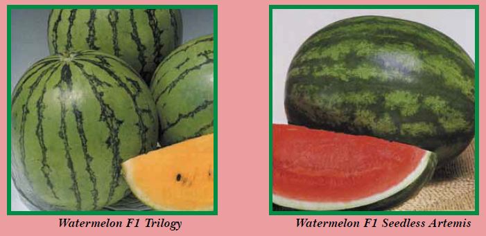 watermelon-pic4